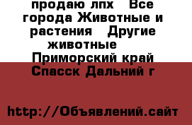 продаю лпх - Все города Животные и растения » Другие животные   . Приморский край,Спасск-Дальний г.